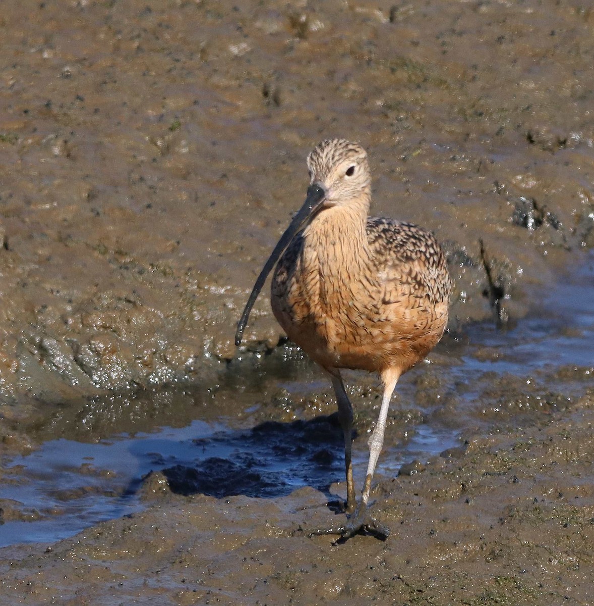 Long-billed Curlew - ML611374559