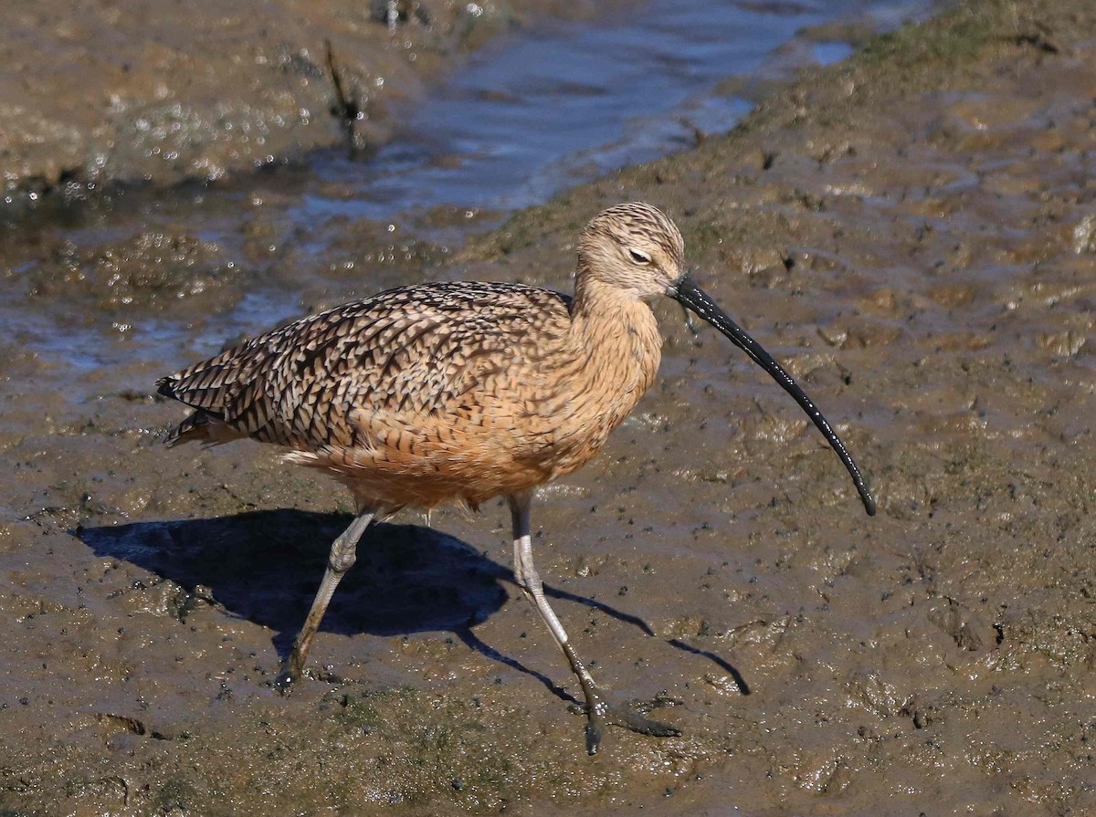 Long-billed Curlew - ML611374560