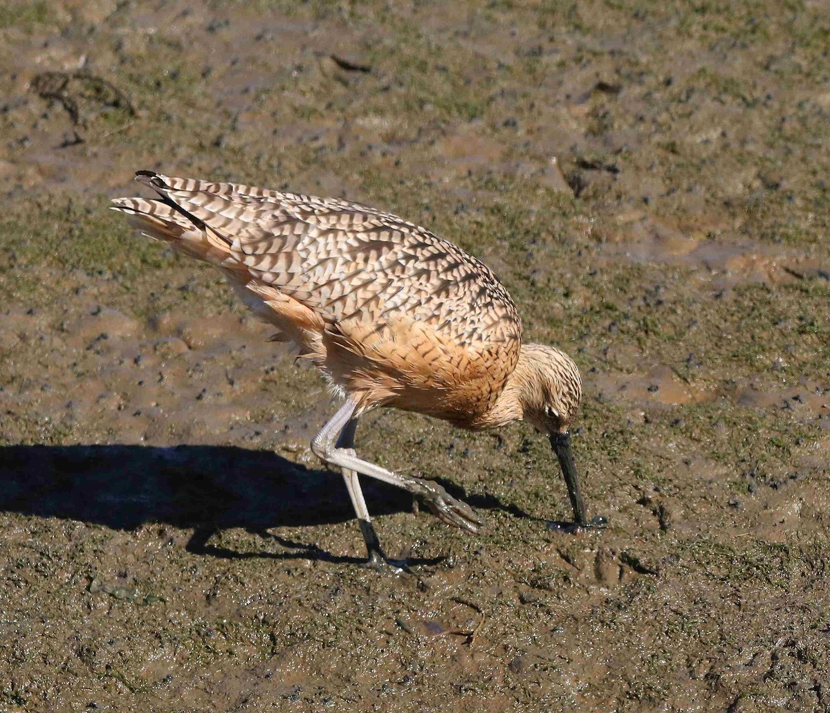Long-billed Curlew - ML611374561