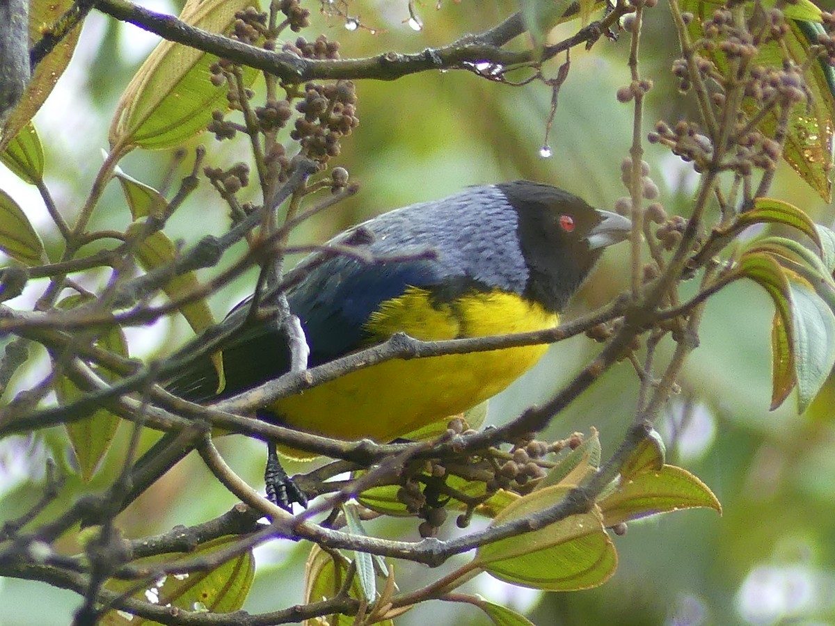 Hooded Mountain Tanager - ML611374934