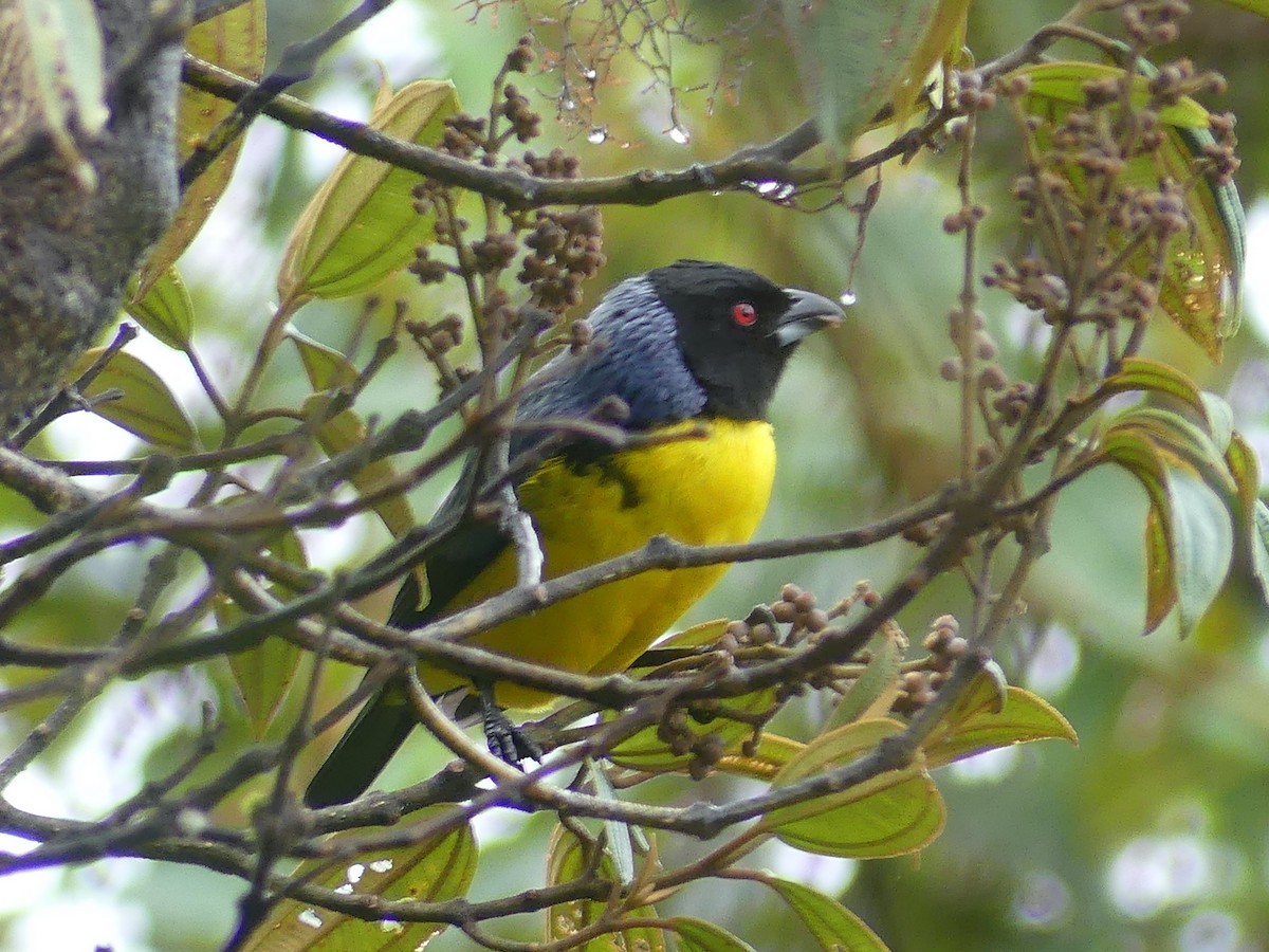 Hooded Mountain Tanager - ML611374936