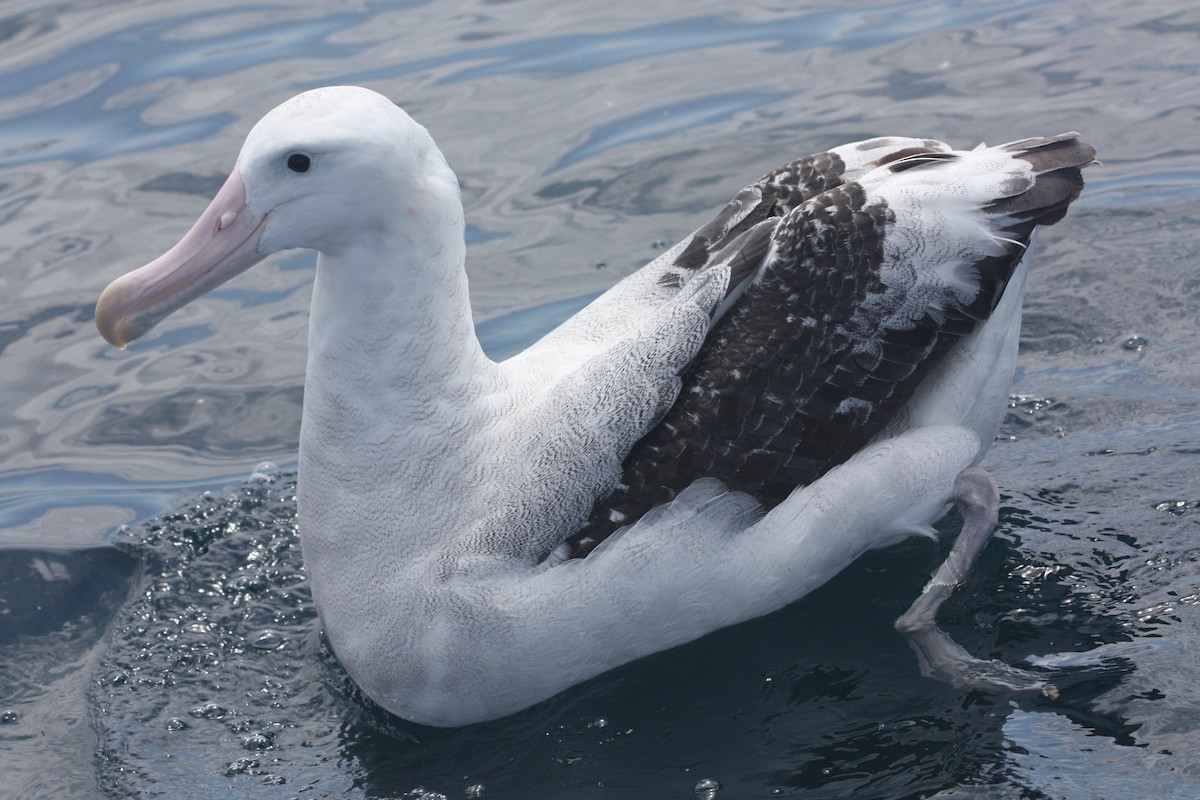 Antipodean Albatross - ML611374947