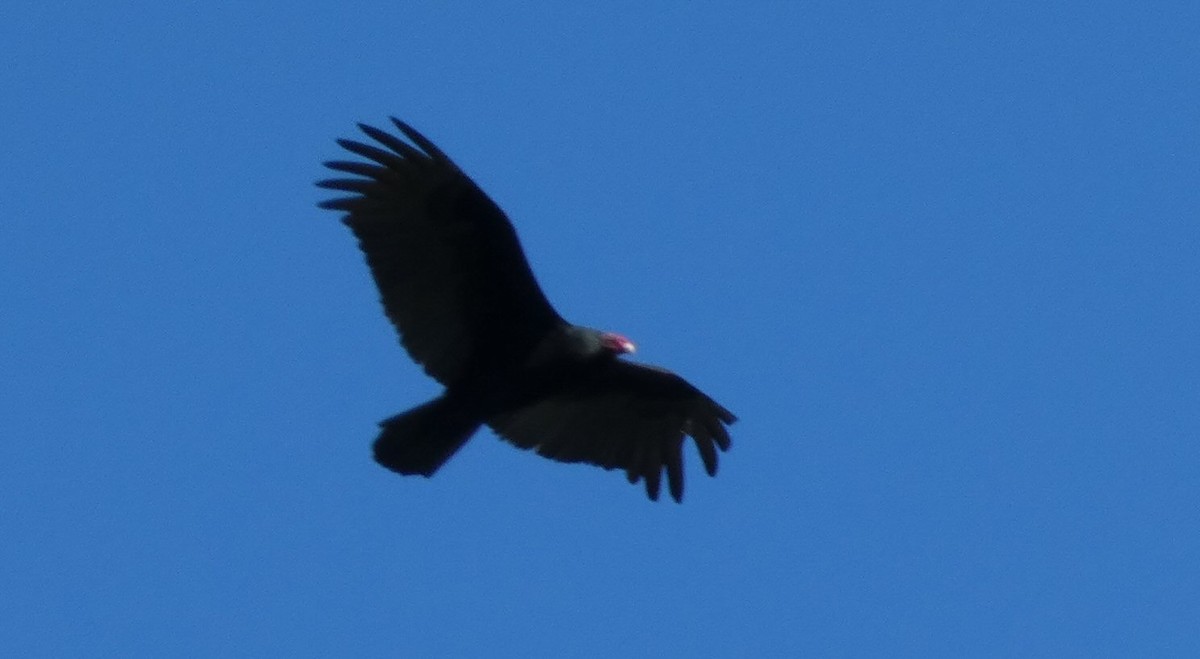 Turkey Vulture - ML611374950