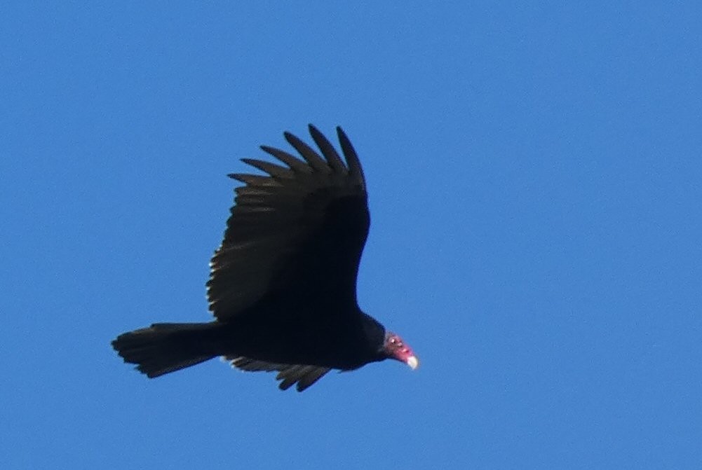 Turkey Vulture - ML611374952