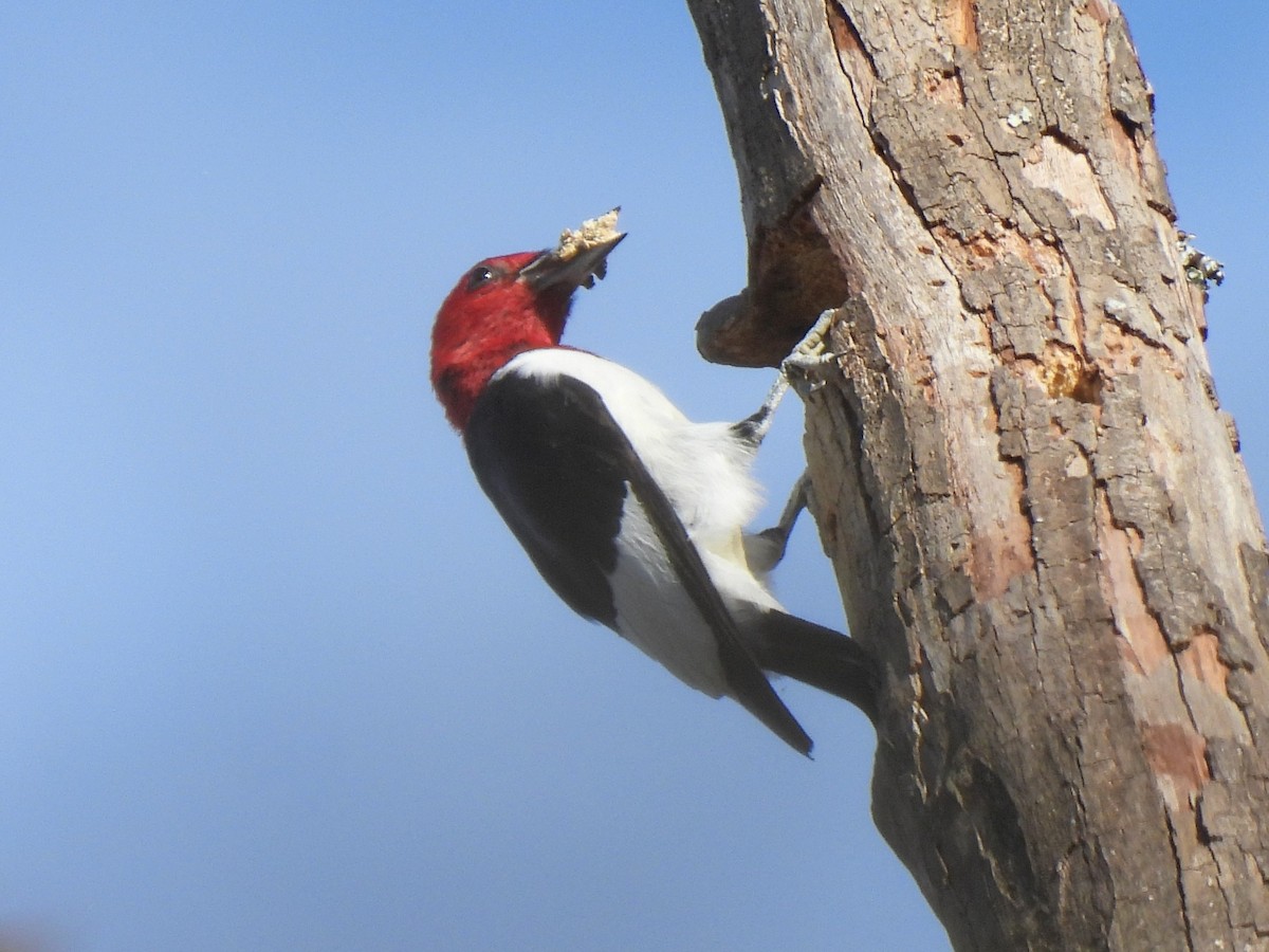 Red-headed Woodpecker - ML611375003