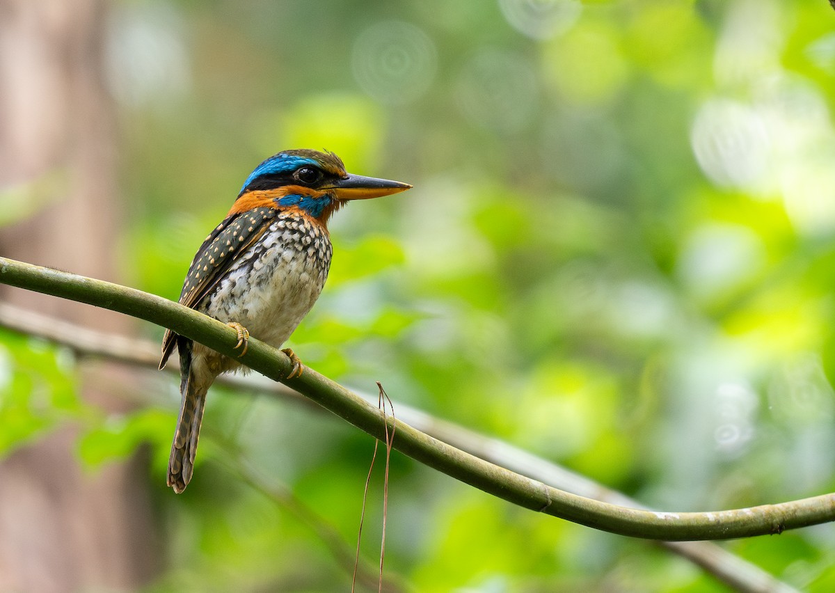 Spotted Kingfisher - ML611375419