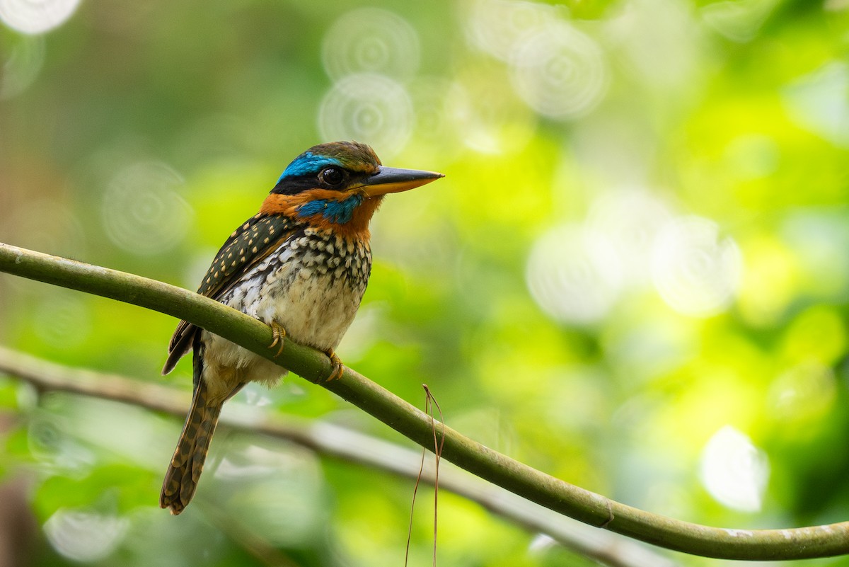 Spotted Kingfisher - Forest Botial-Jarvis