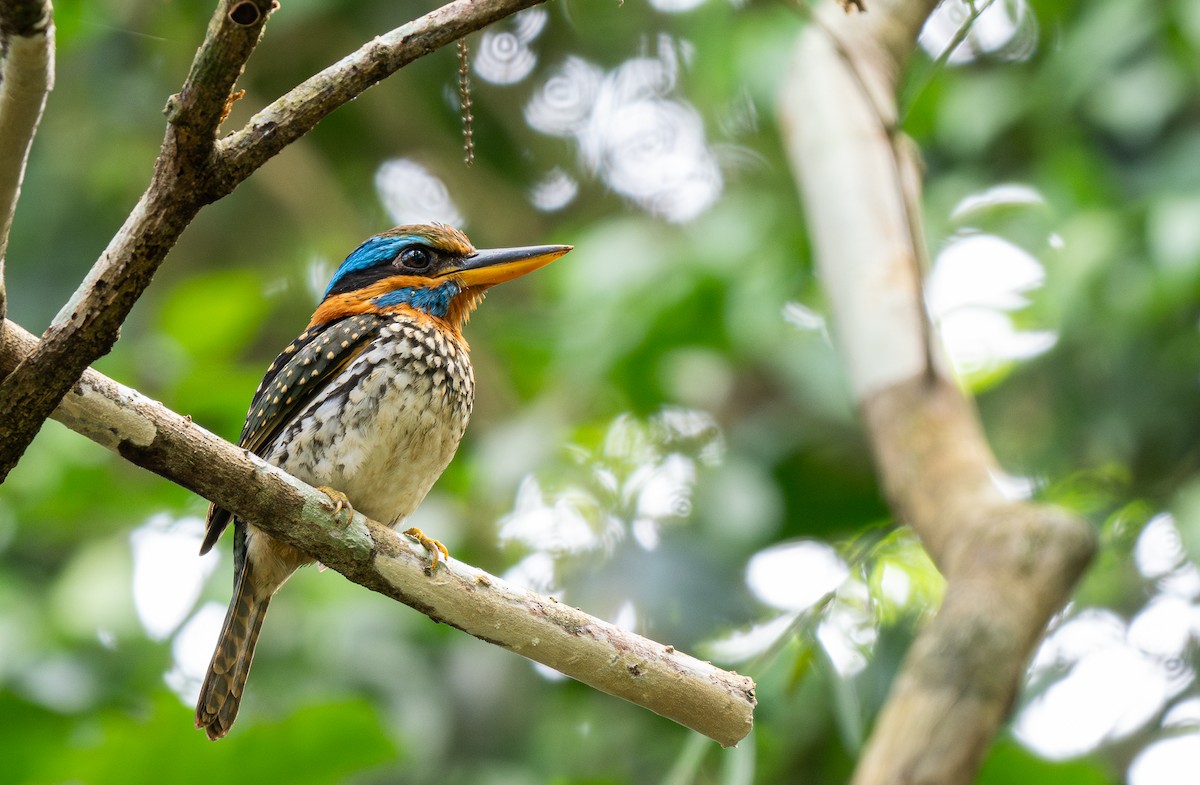 Spotted Kingfisher - ML611375422