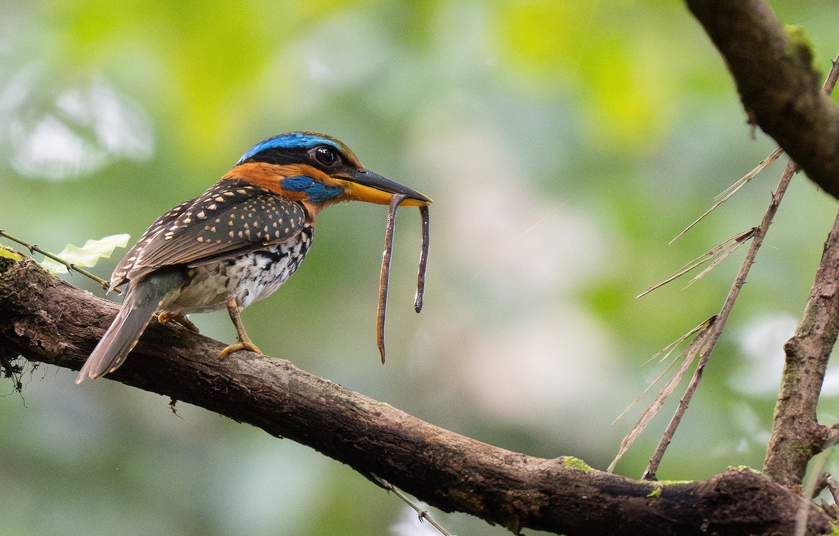Spotted Kingfisher - ML611375423