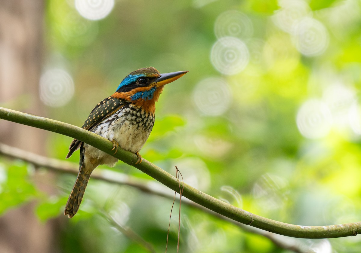 Spotted Kingfisher - ML611375424