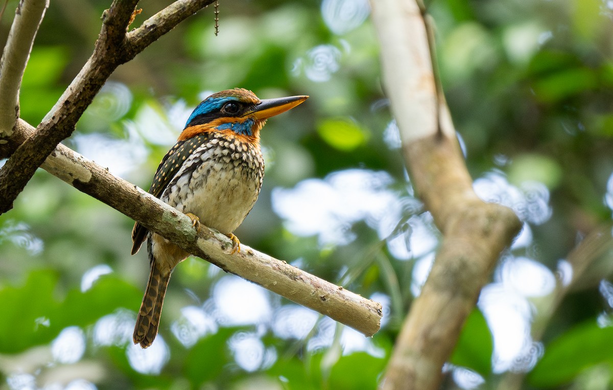 Spotted Kingfisher - Forest Botial-Jarvis