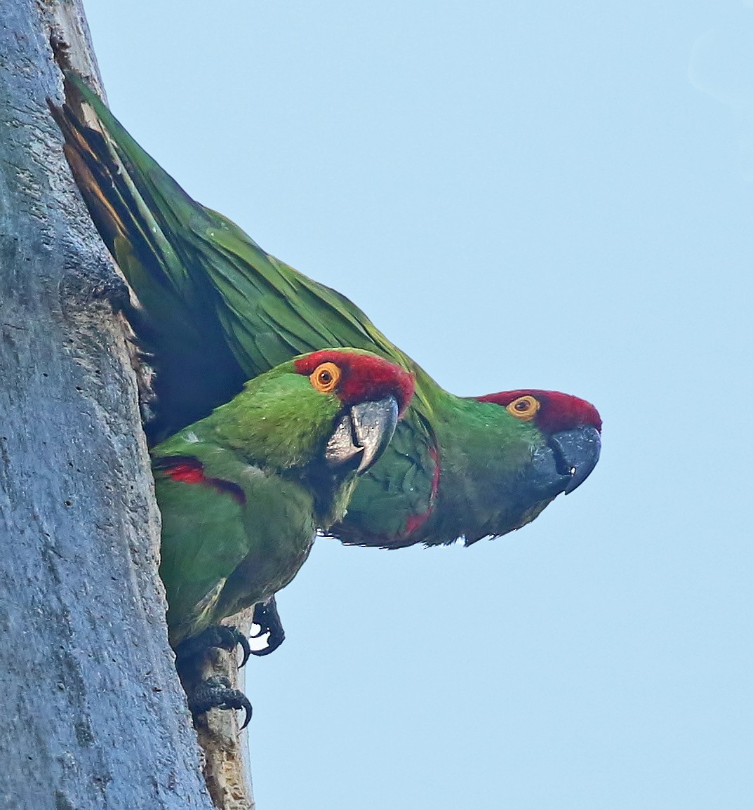 Thick-billed Parrot - ML611375570