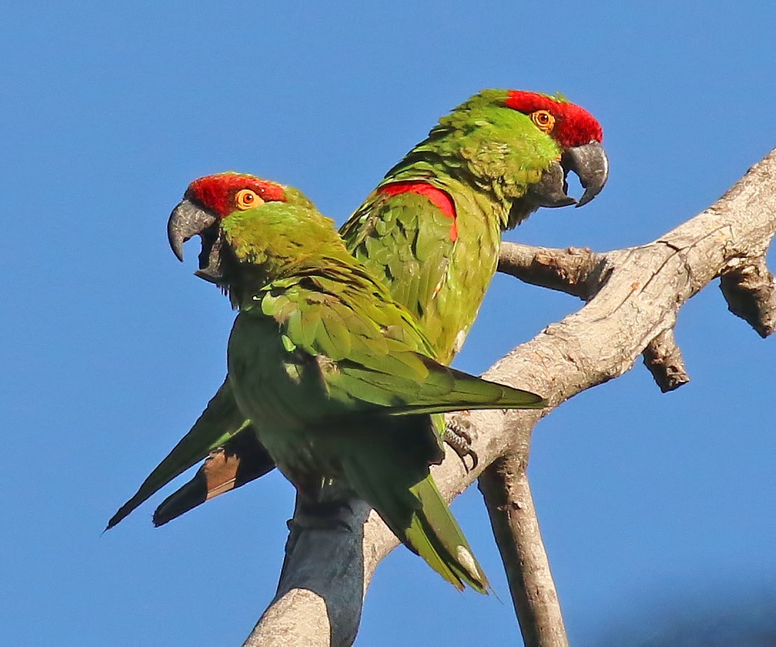 Thick-billed Parrot - ML611375577