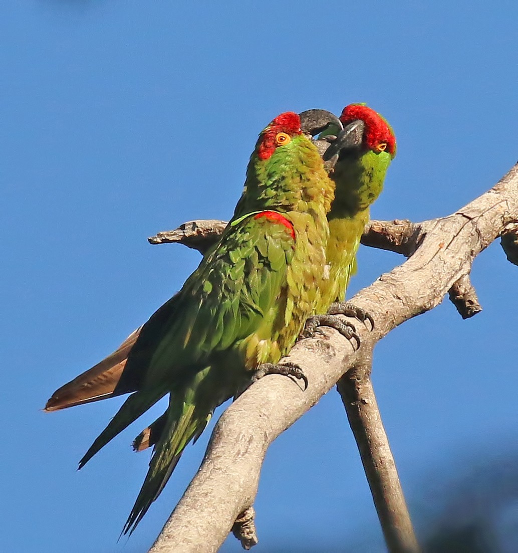 Thick-billed Parrot - ML611375588