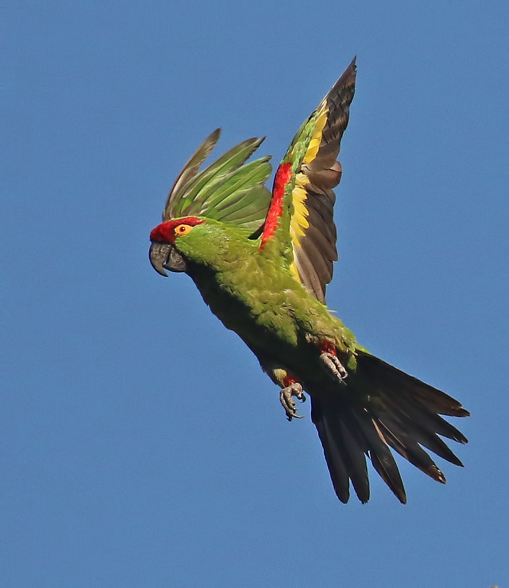 Thick-billed Parrot - ML611375609