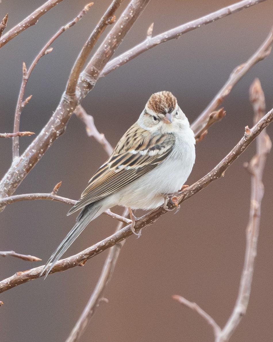 Chipping Sparrow - ML611375640