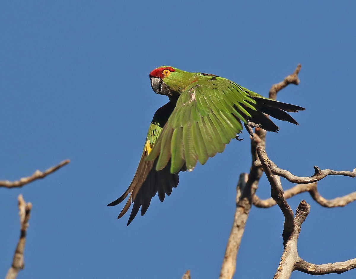 Thick-billed Parrot - ML611375683