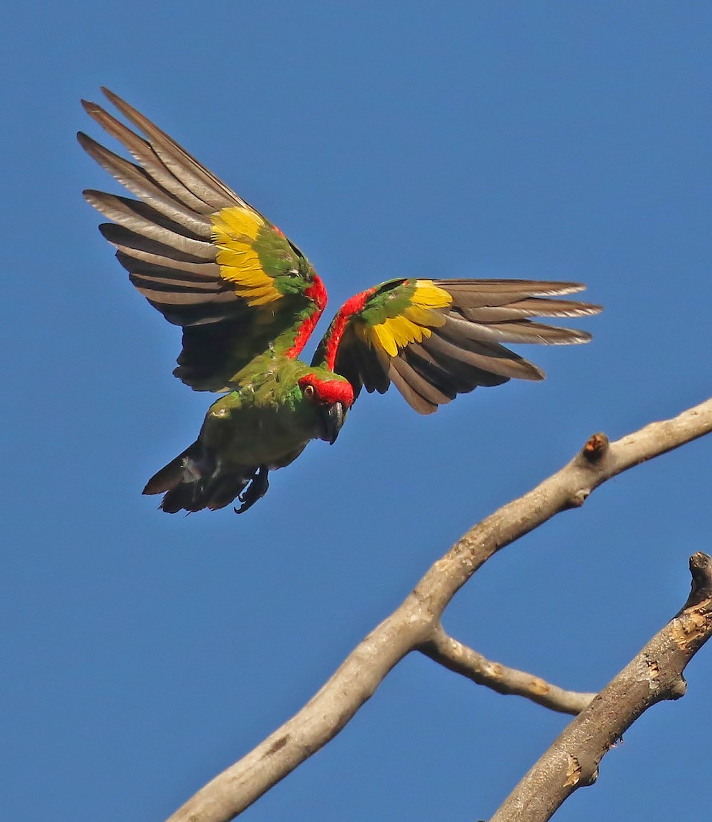Thick-billed Parrot - ML611375798