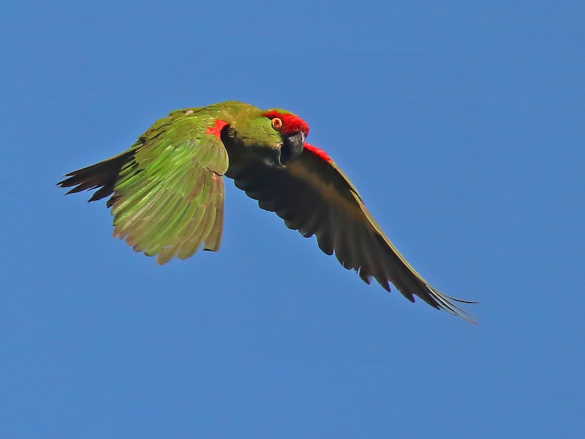 Thick-billed Parrot - Glen Tepke