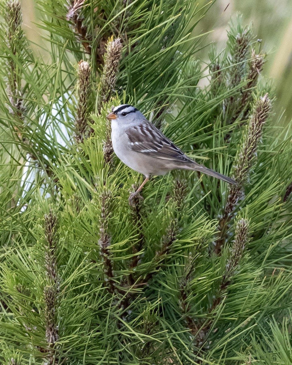White-crowned Sparrow - ML611375861
