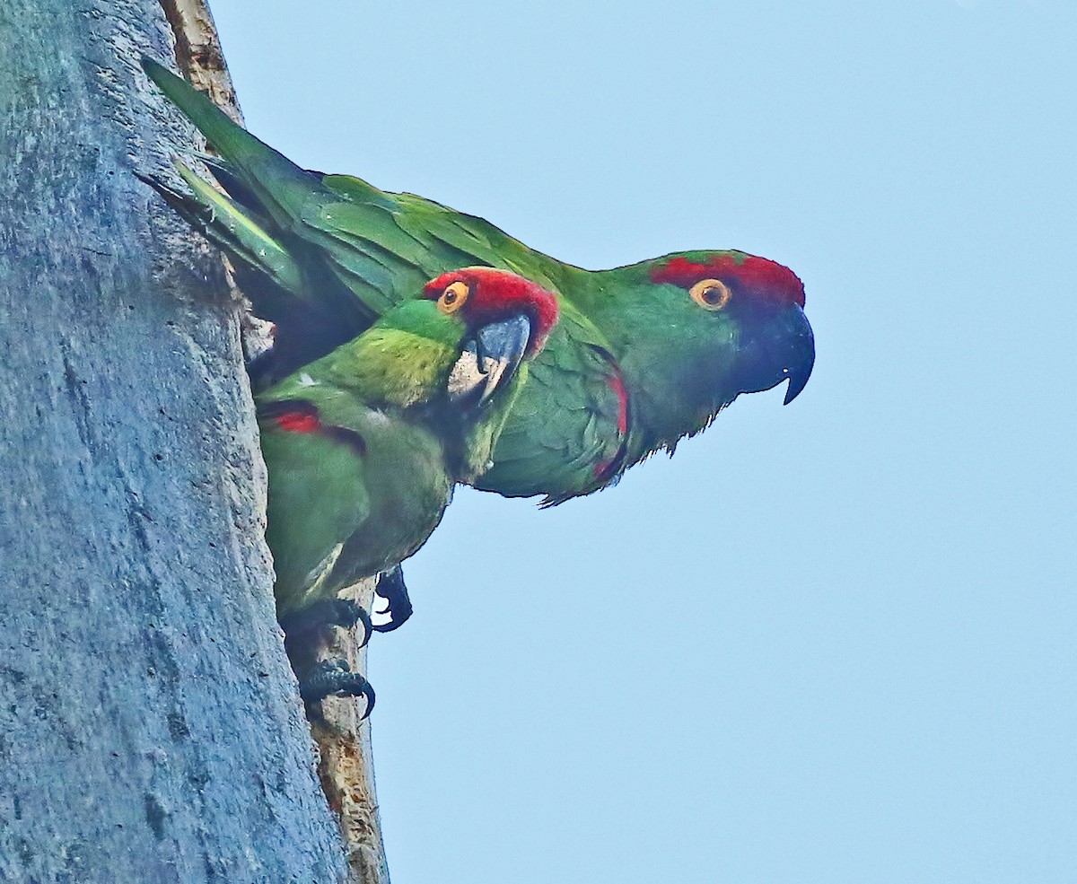 Thick-billed Parrot - ML611375911