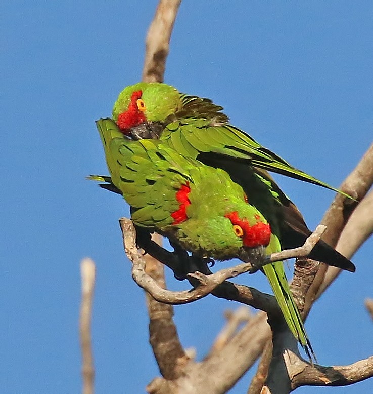 Thick-billed Parrot - ML611376020