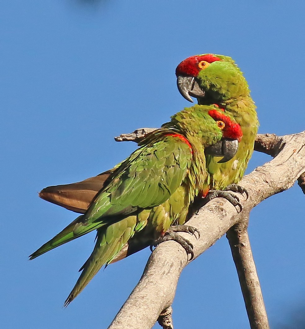 Thick-billed Parrot - ML611376037