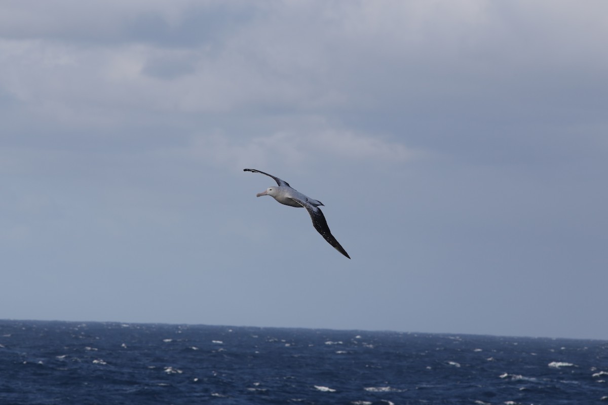 Snowy/Tristan/Antipodean Albatross - ML611376053