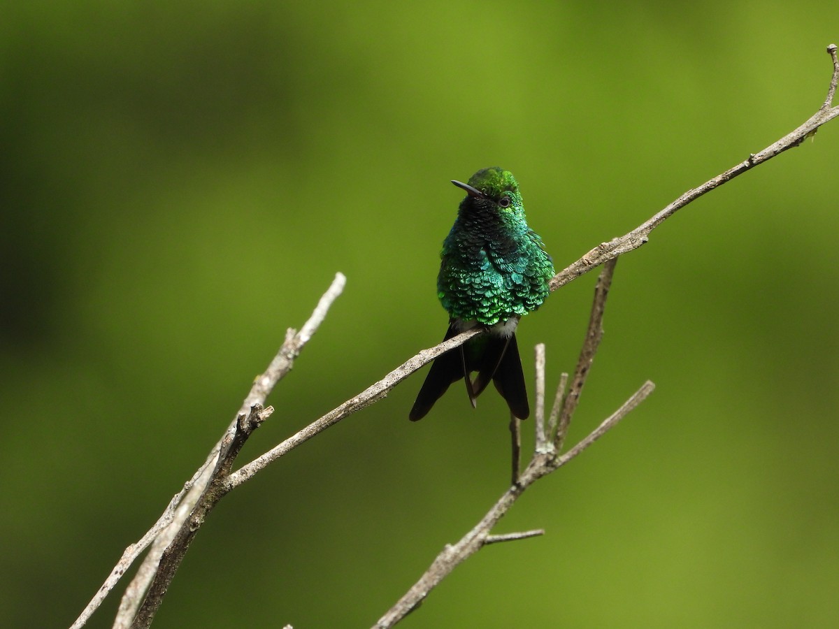 Blue-tailed Emerald - ML611376210