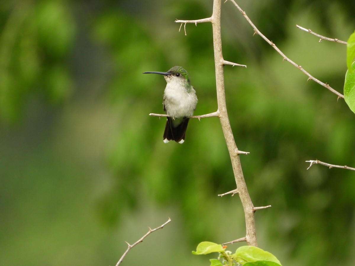 kolibřík vidloocasý - ML611376271