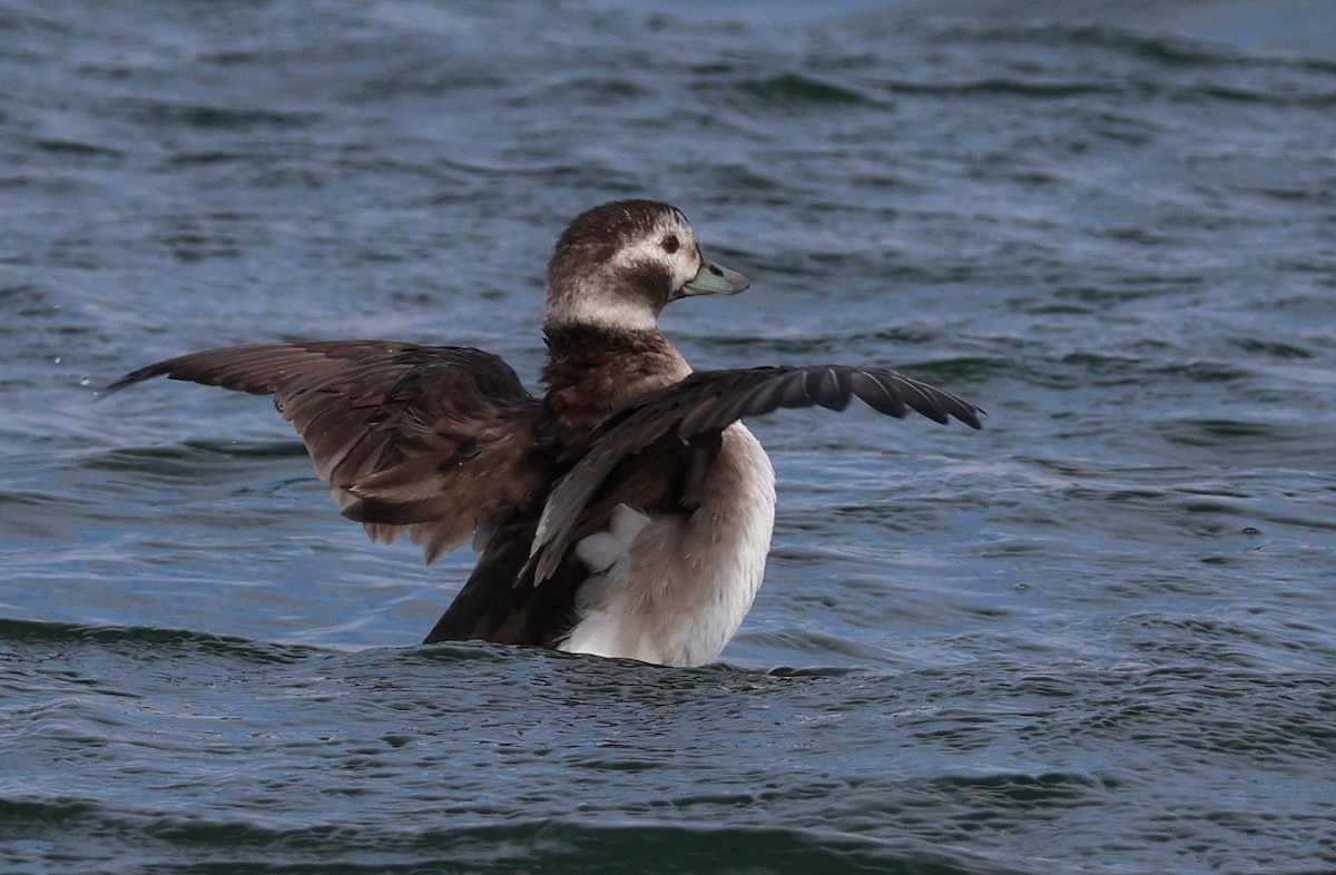Long-tailed Duck - ML611376349