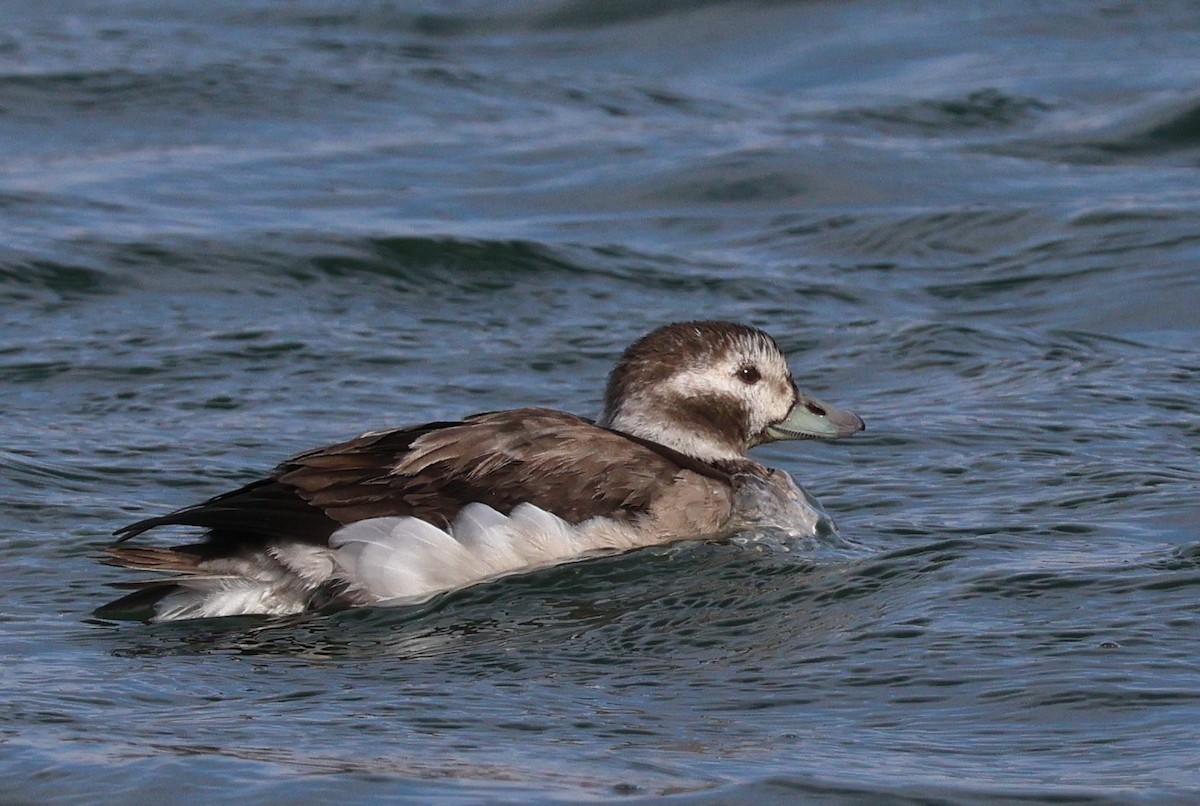 Long-tailed Duck - ML611376385