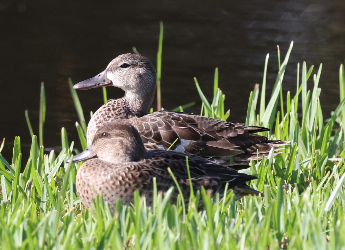 Blue-winged Teal - ML611376500