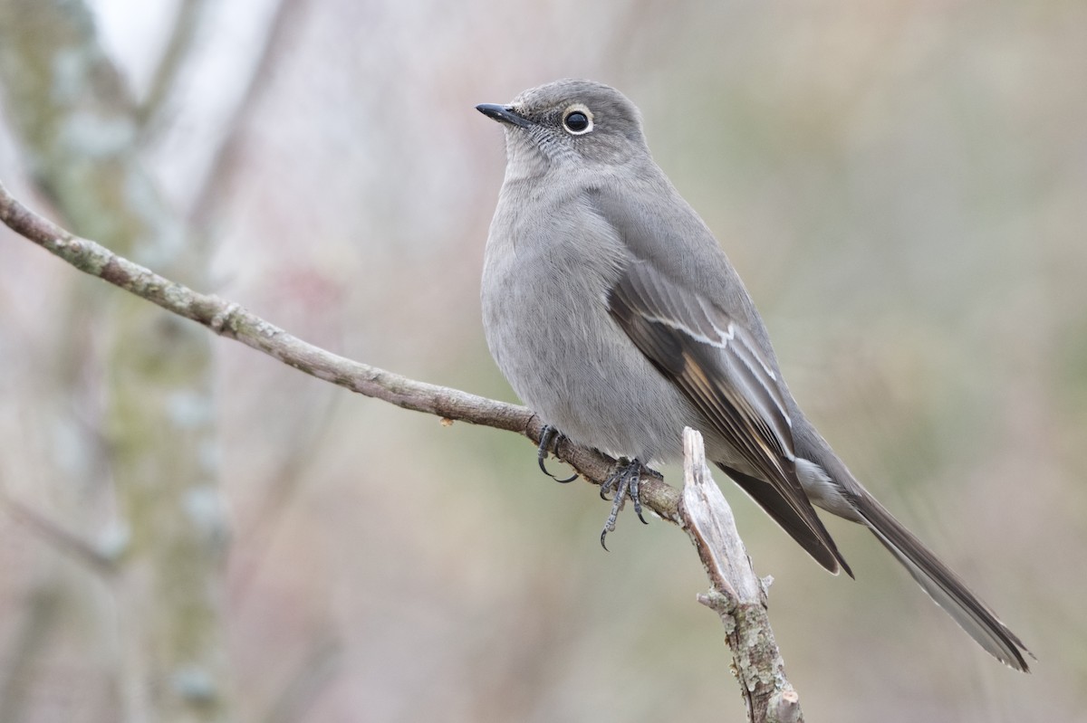 Townsend's Solitaire - ML611376544