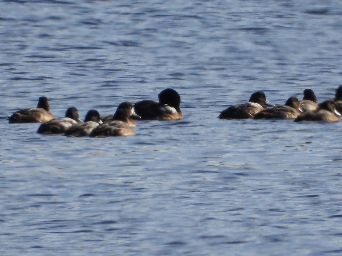 Greater Scaup - ML611376583