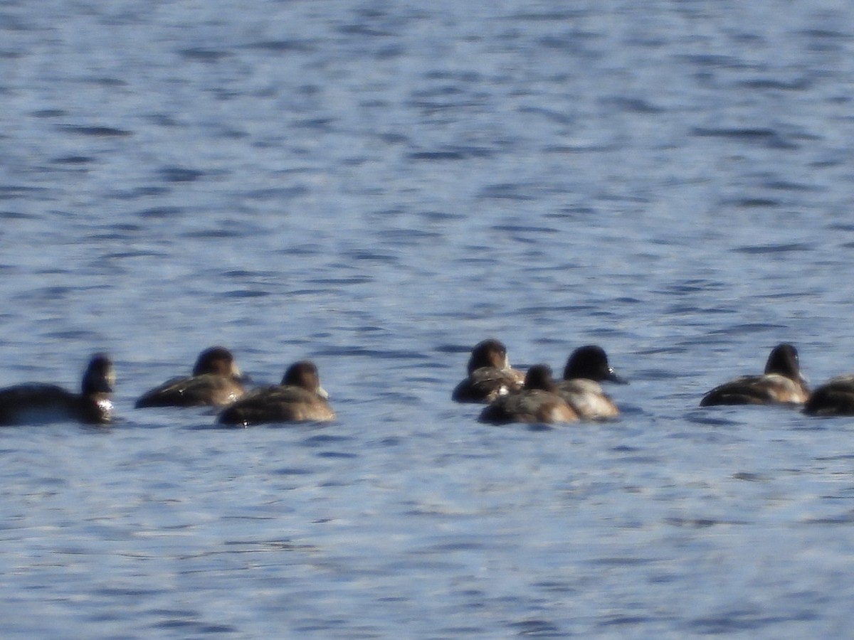 Greater Scaup - ML611376584