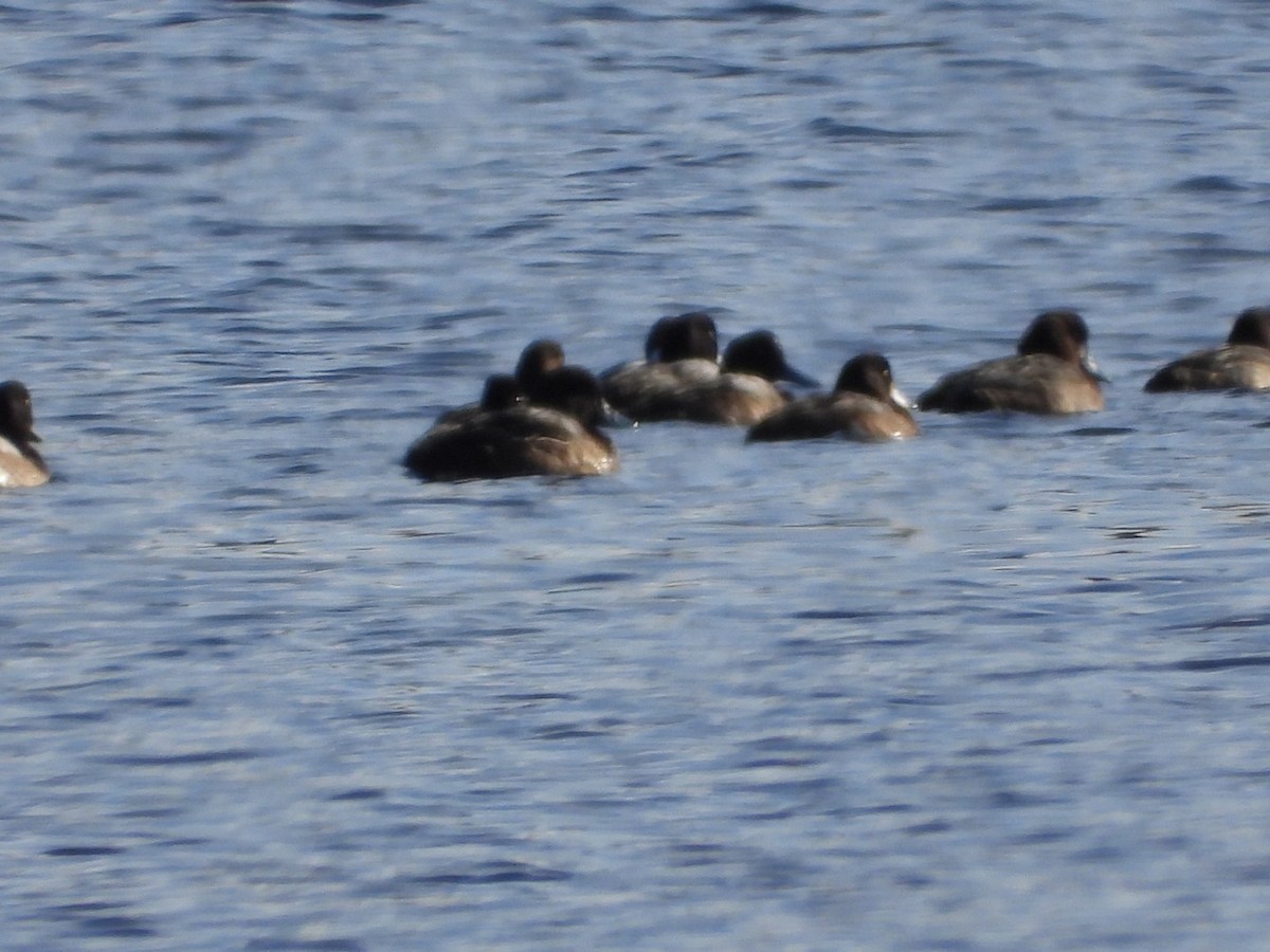 Greater Scaup - ML611376585