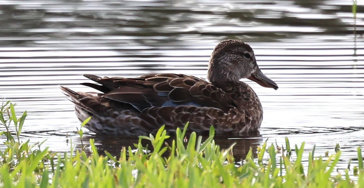 Blue-winged Teal - ML611376638