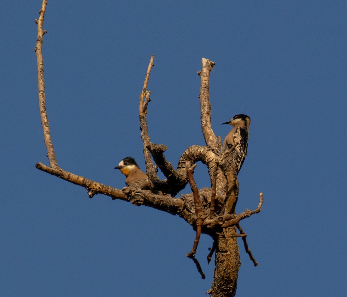White-fronted Woodpecker - ML611376947