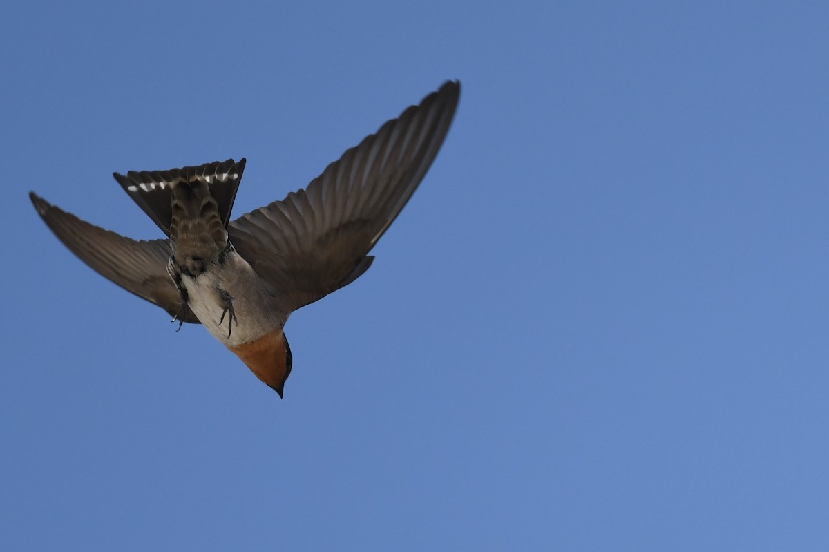 Pacific Swallow - ML611376978