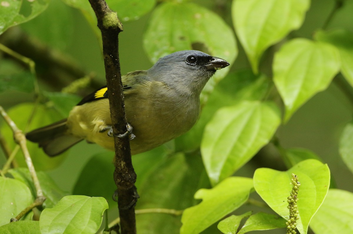Yellow-winged Tanager - ML61137701