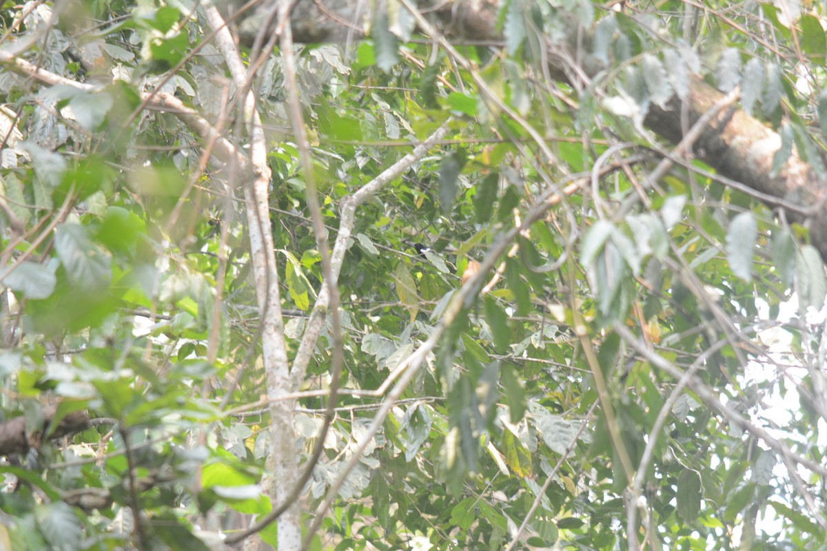 White-shouldered Tanager - Estación Ecológica Guáquira (DATA)
