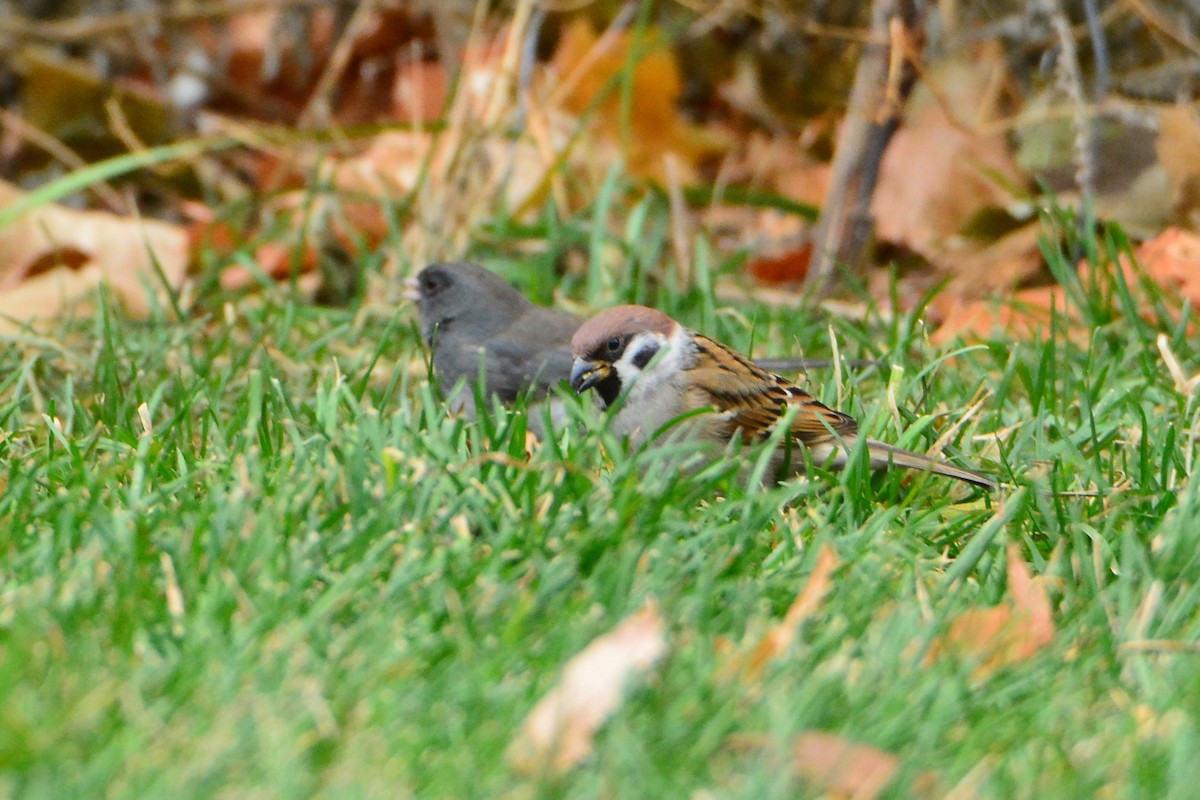Eurasian Tree Sparrow - ML611377339