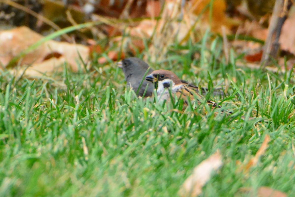 Eurasian Tree Sparrow - ML611377341