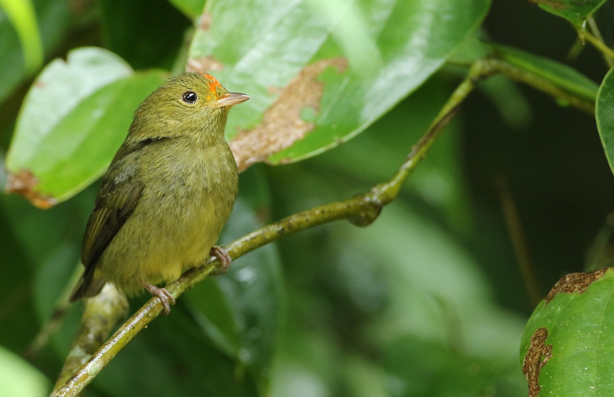 Red-capped Manakin - ML61137761
