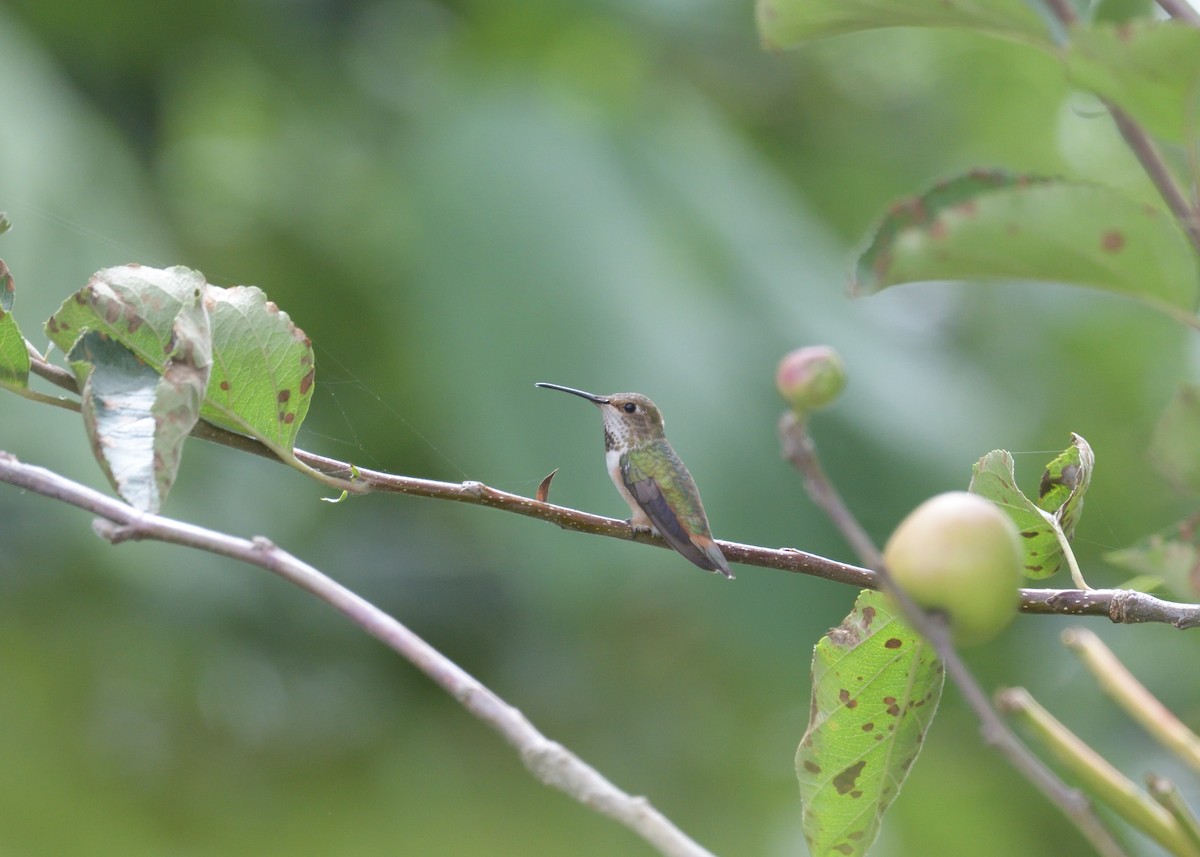 Anna's Hummingbird - ML611377715