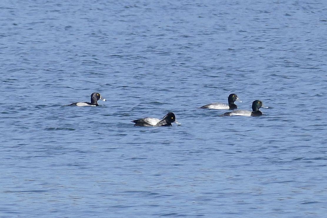 Greater Scaup - ML611377727