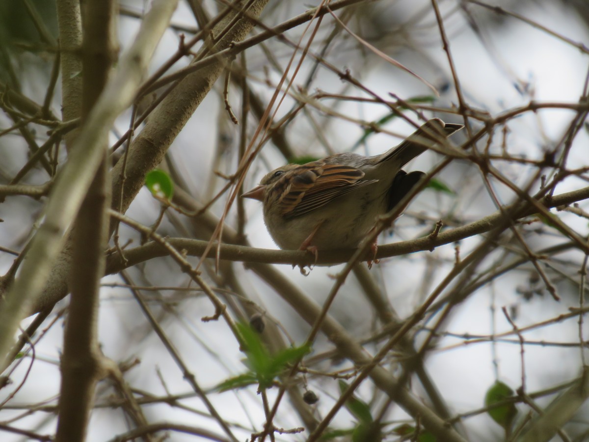Chipping Sparrow - ML611377758