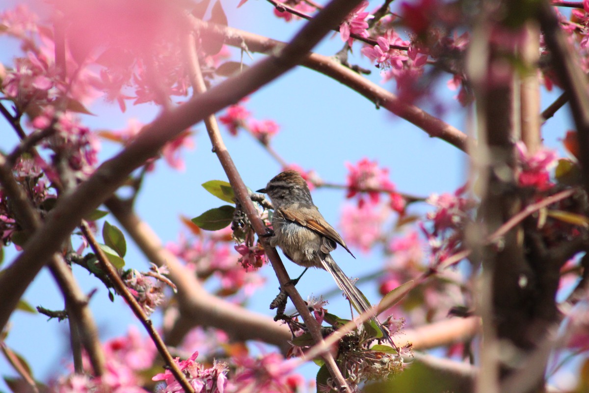 Ebird Checklist Sep Parque Bicentenario De Vitacura No