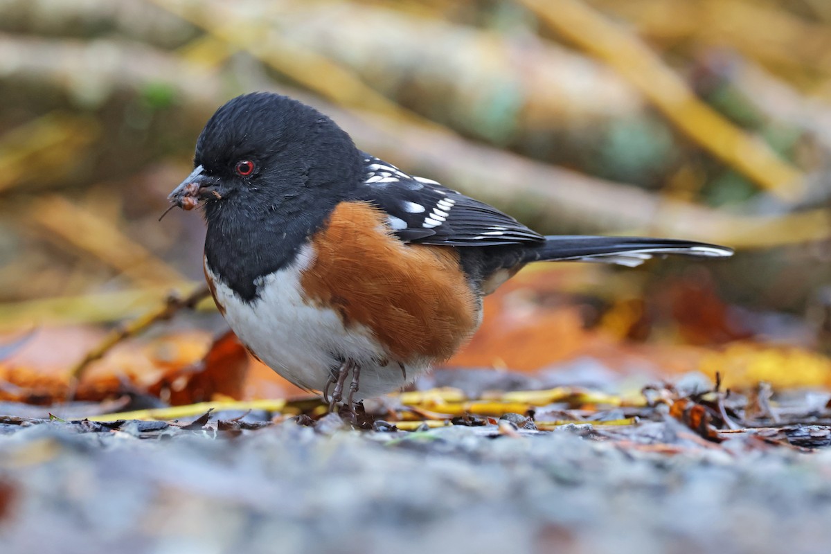 Spotted Towhee - ML611377800